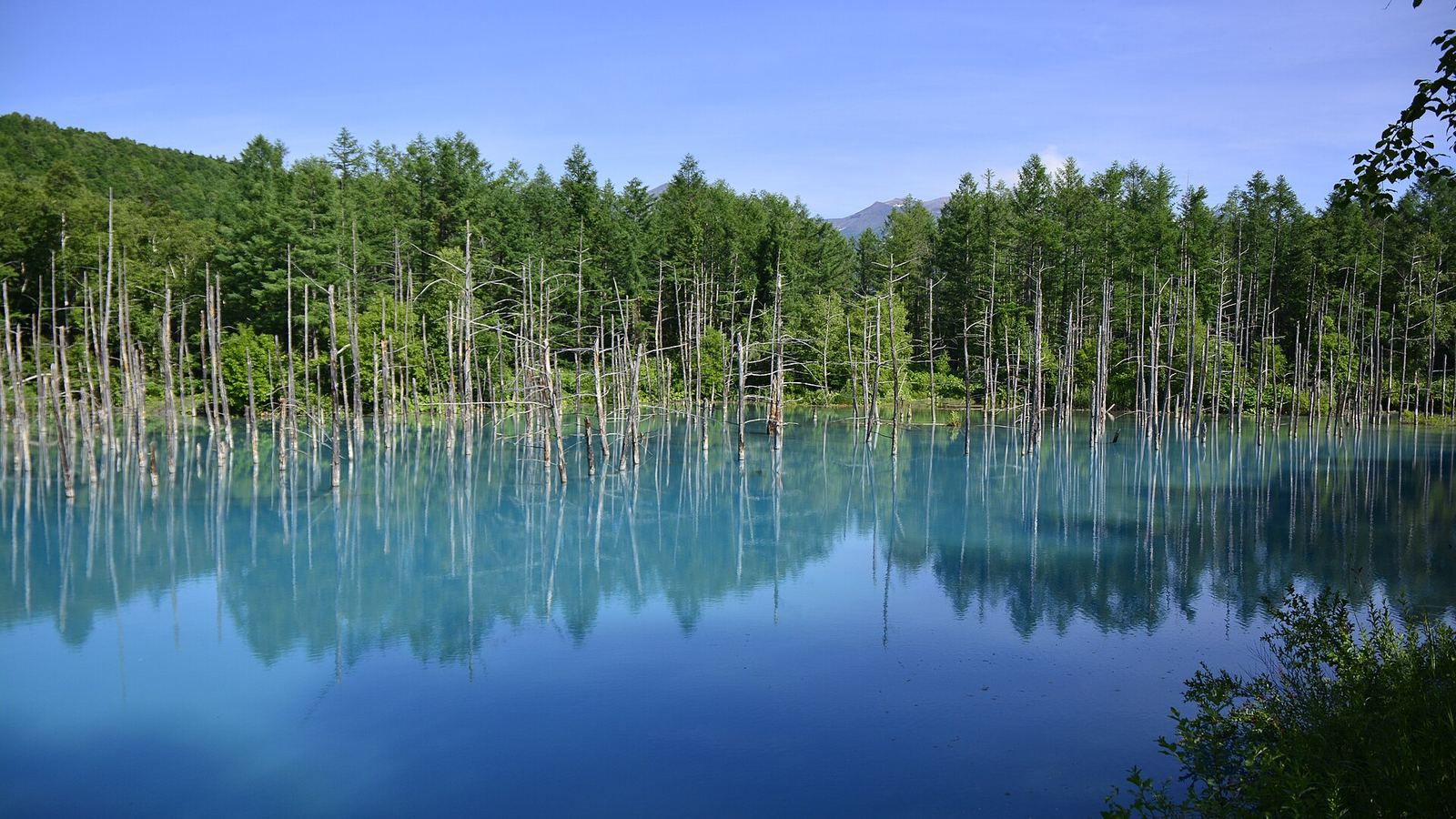 美瑛の青い池