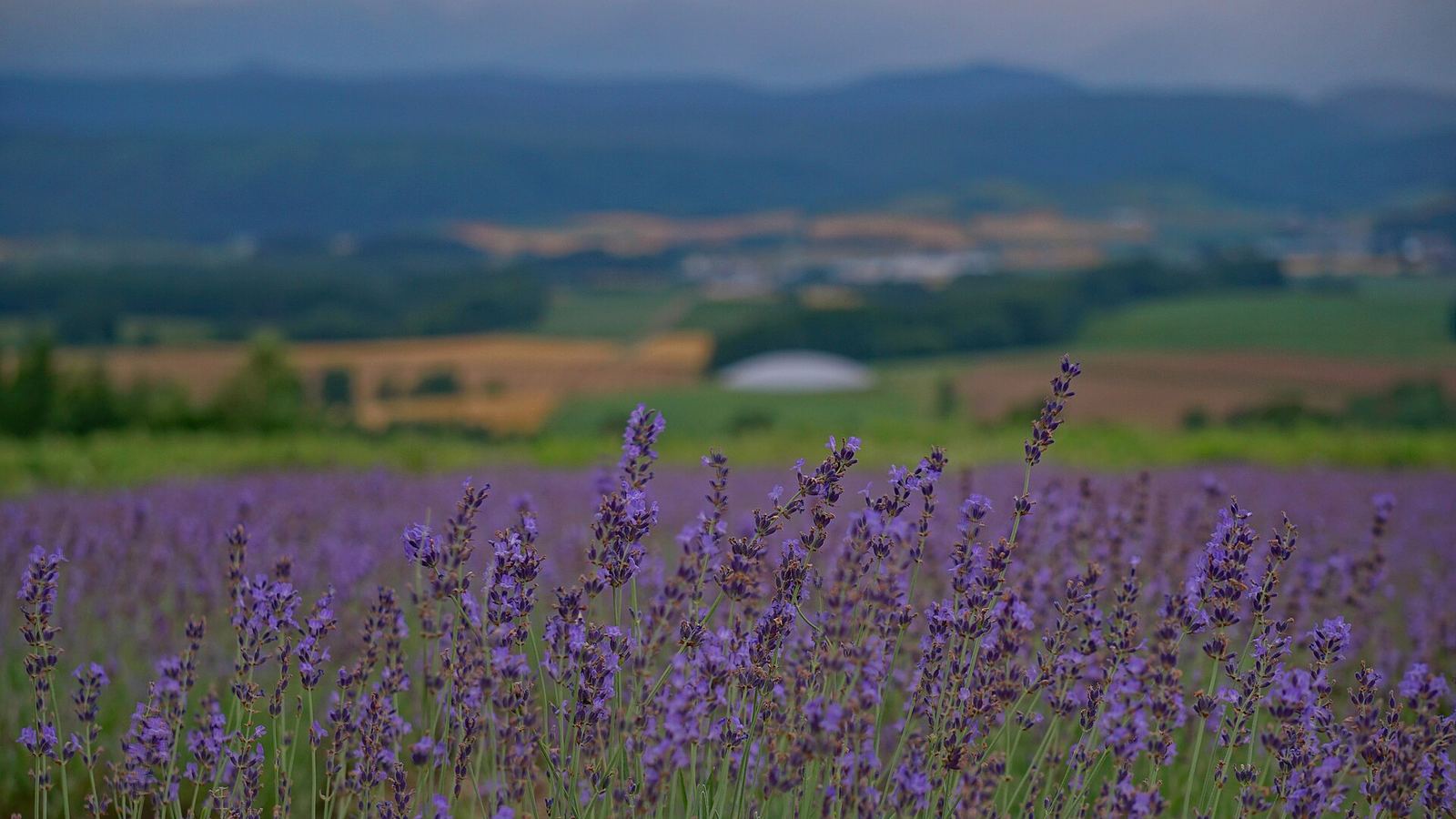 北海道・富良野のラベンダー畑